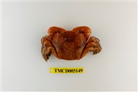 藏品(字紋弓蟹)的圖片